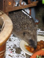 hedgehog eating